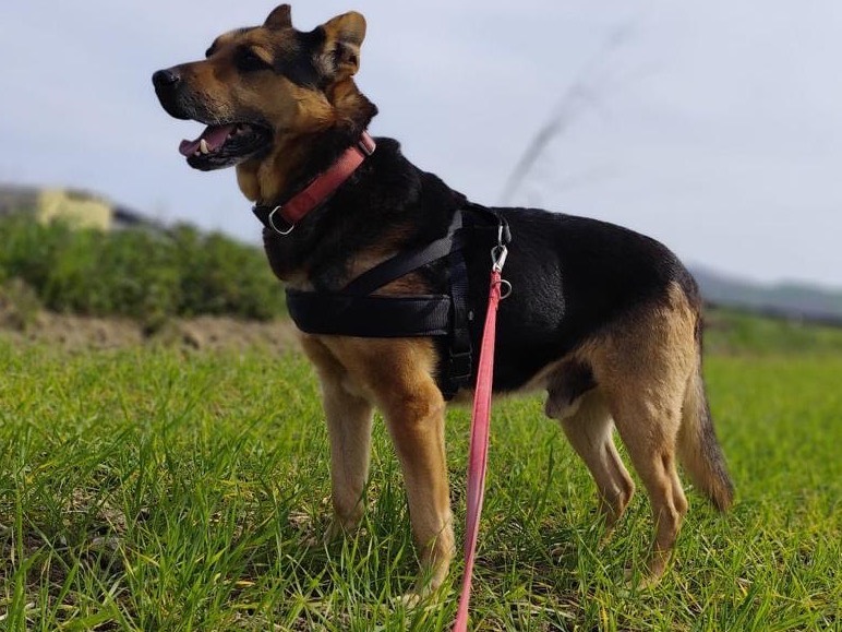 Adotta un cane, maschio, 6 anni e 1 mese, Pescara