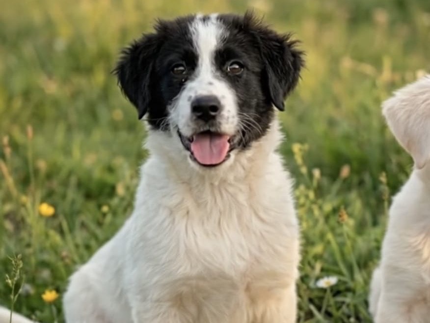 Adotta un cane, taglia grande, femmina, Potenza