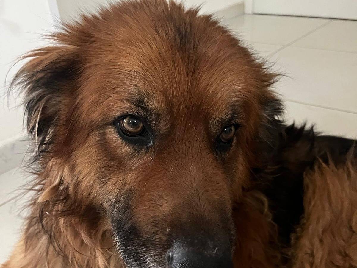Adozione cane, maschio, Razza sconosciuta Razza sconosciuta, 2 anni, taglia grande, Cosenza