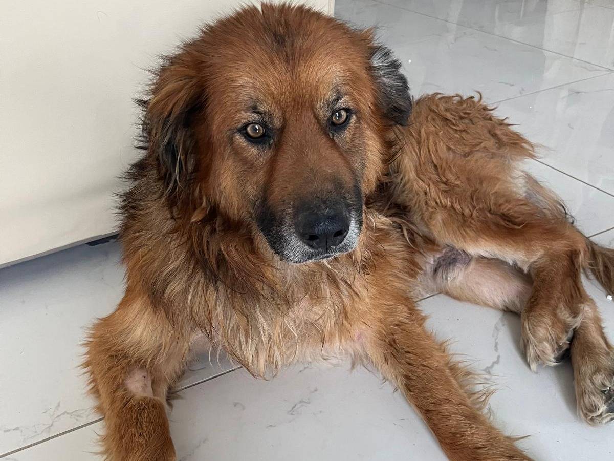 Adotta un cane, taglia grande, maschio, Cosenza