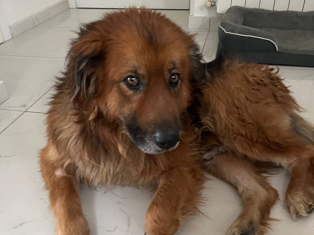 Vuoi adottare un cane a Cosenza?