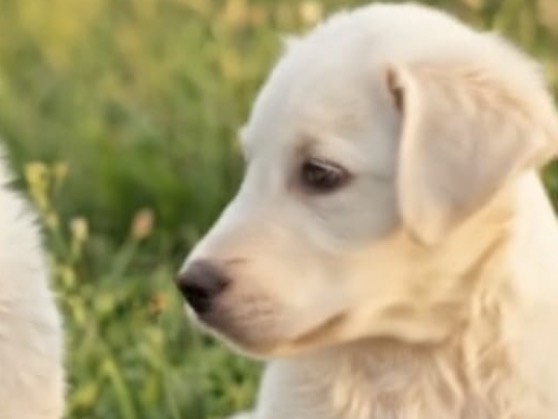 Adotta un cane, maschio, 5 mesi, Potenza