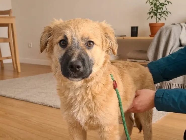 Adozione cane, maschio, Razza sconosciuta Razza sconosciuta, 4 mesi, taglia media contenuta, Potenza