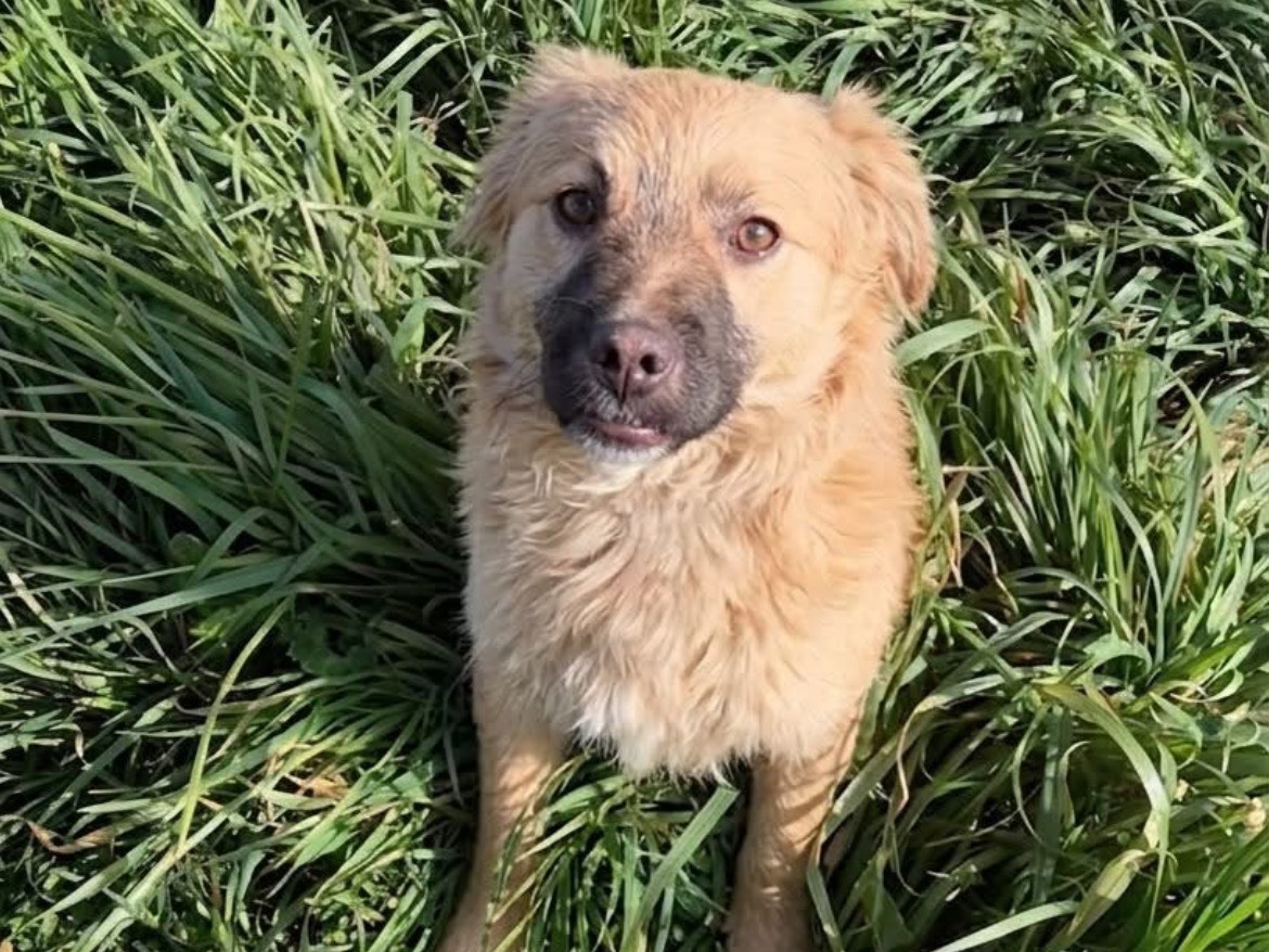 Adotta un cane, maschio, 4 mesi, Potenza