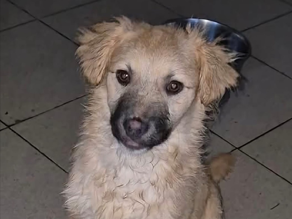 Adotta un cane, taglia media contenuta, maschio, Potenza