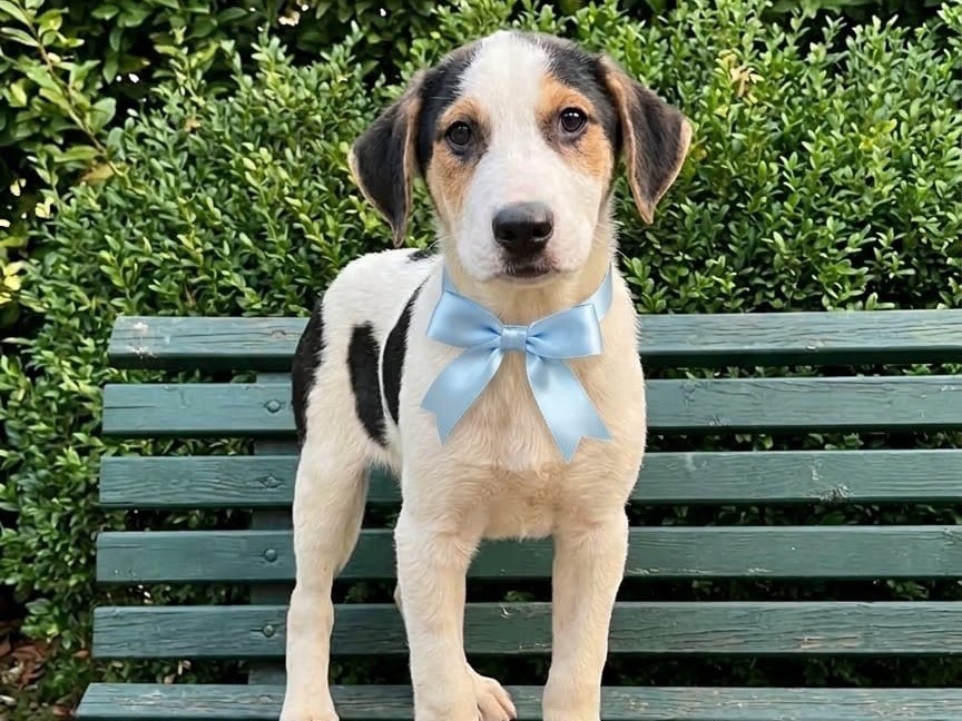 Adozione cane, maschio, Razza sconosciuta Razza sconosciuta, 4 mesi, taglia media, Potenza