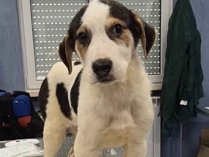 Adotta un cane, taglia media, maschio, Potenza