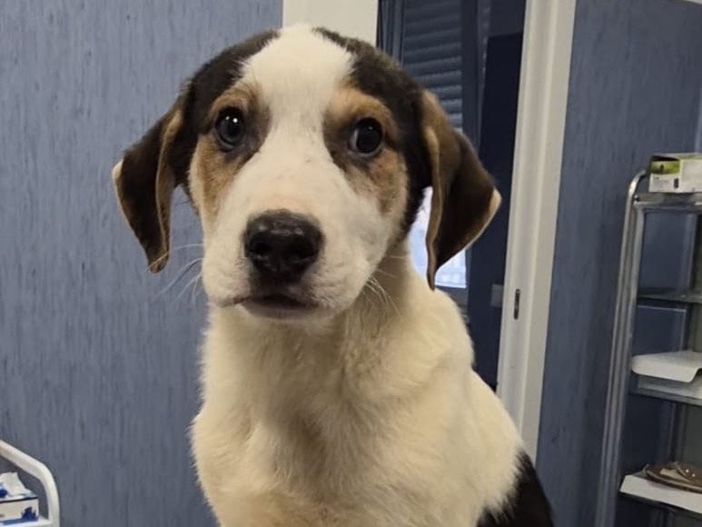 Vuoi adottare un cane a Potenza?