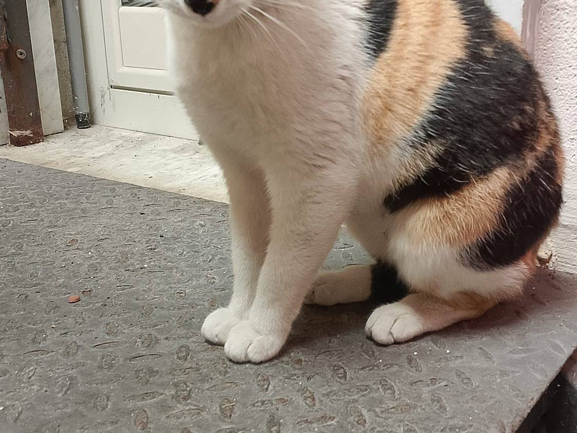 Adotta un gatto, taglia non valida, femmina, Napoli