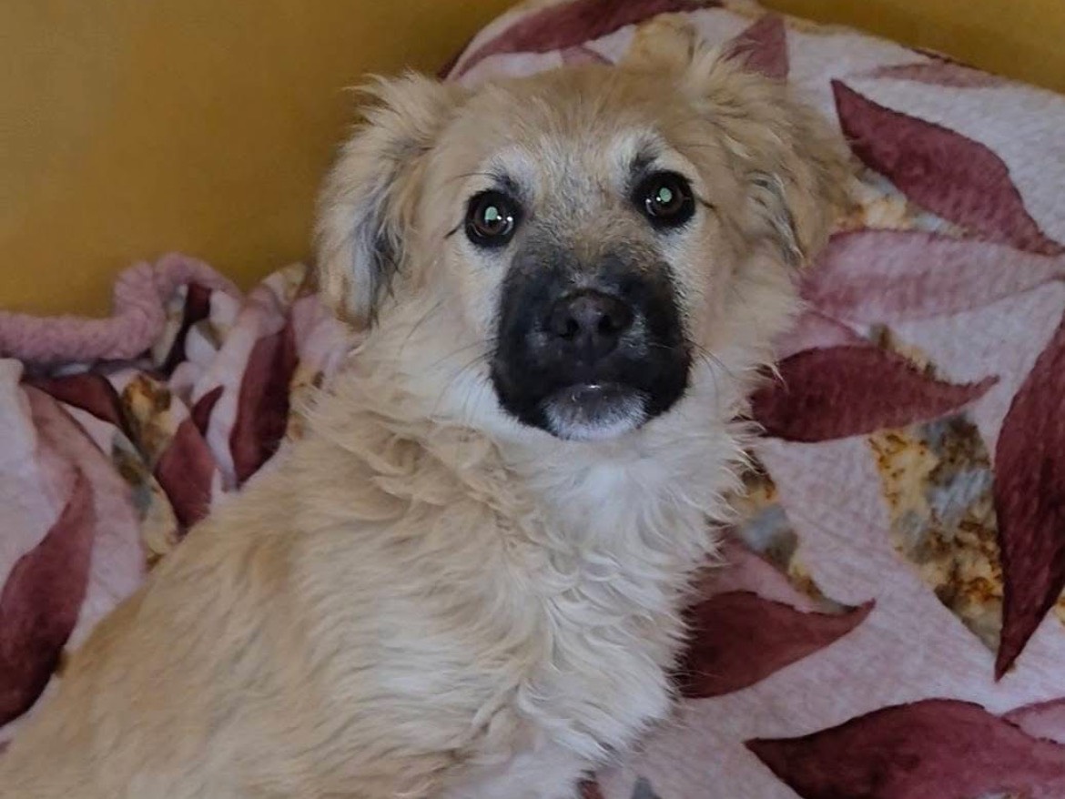 Vuoi adottare un cane a Potenza?