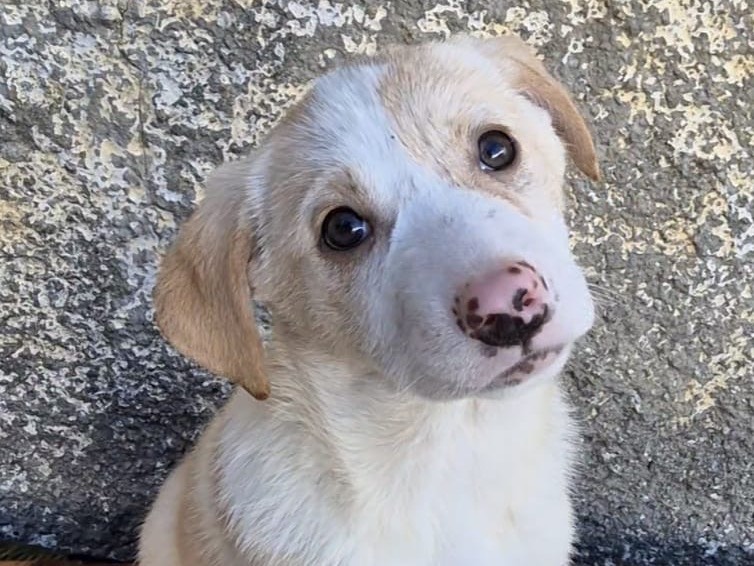 Adozione cane, femmina, Razza sconosciuta Razza sconosciuta, 2 mesi, taglia media, Potenza