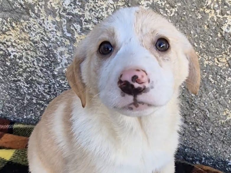 Adotta un cane, femmina, 2 mesi, Potenza