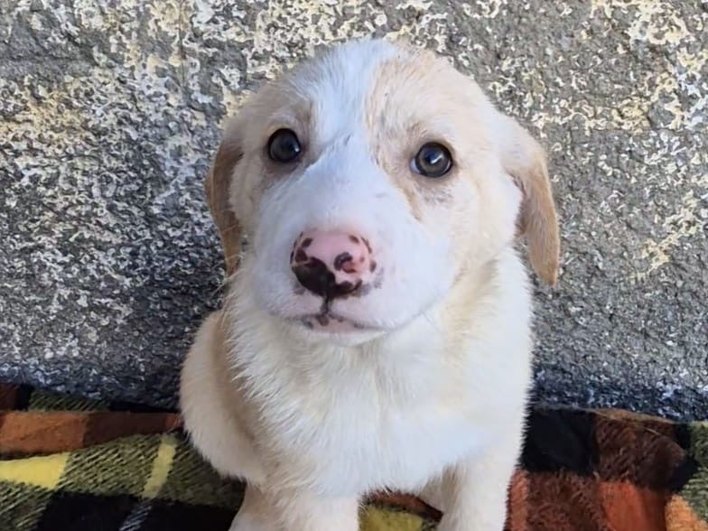 Adotta un cane, taglia media, femmina, Potenza