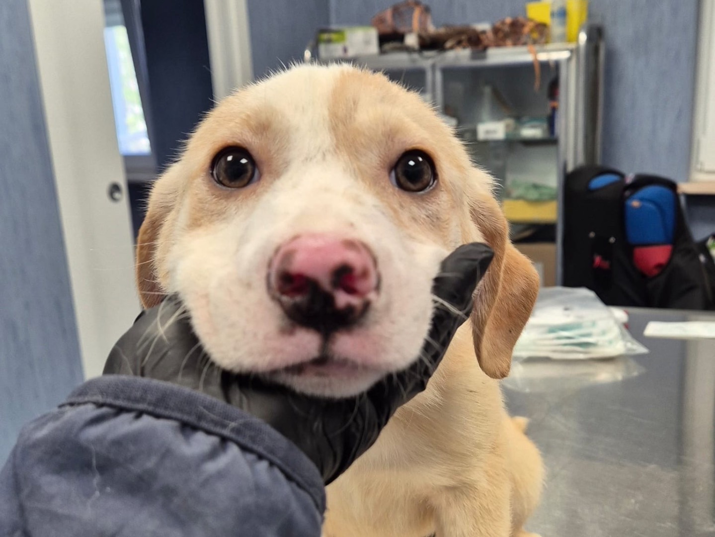 Vuoi adottare un cane a Potenza?