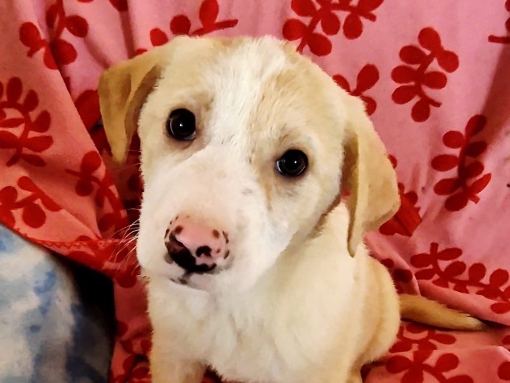 Adotta il cane Hilary  a Potenza