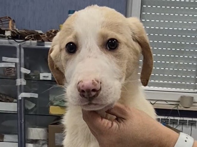 Adotta un cane, taglia media, femmina, Potenza