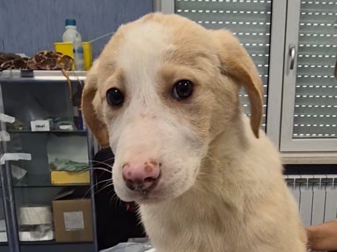 Vuoi adottare un cane a Potenza?