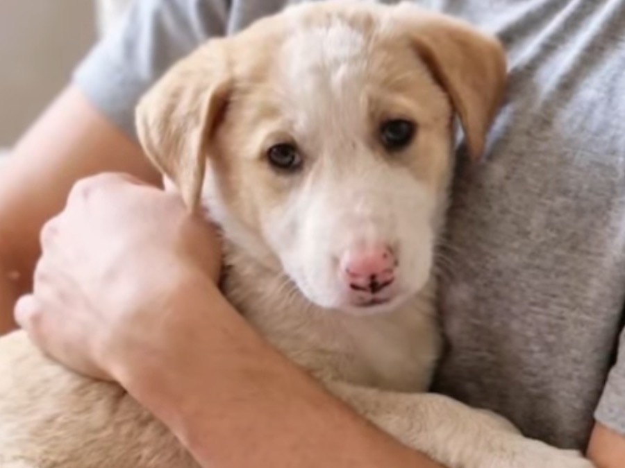 Adotta il cane Alexia a Potenza