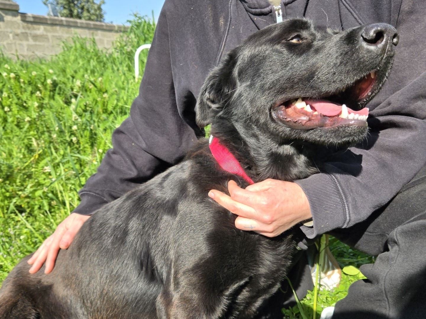 Adotta il cane Nerone a Savona