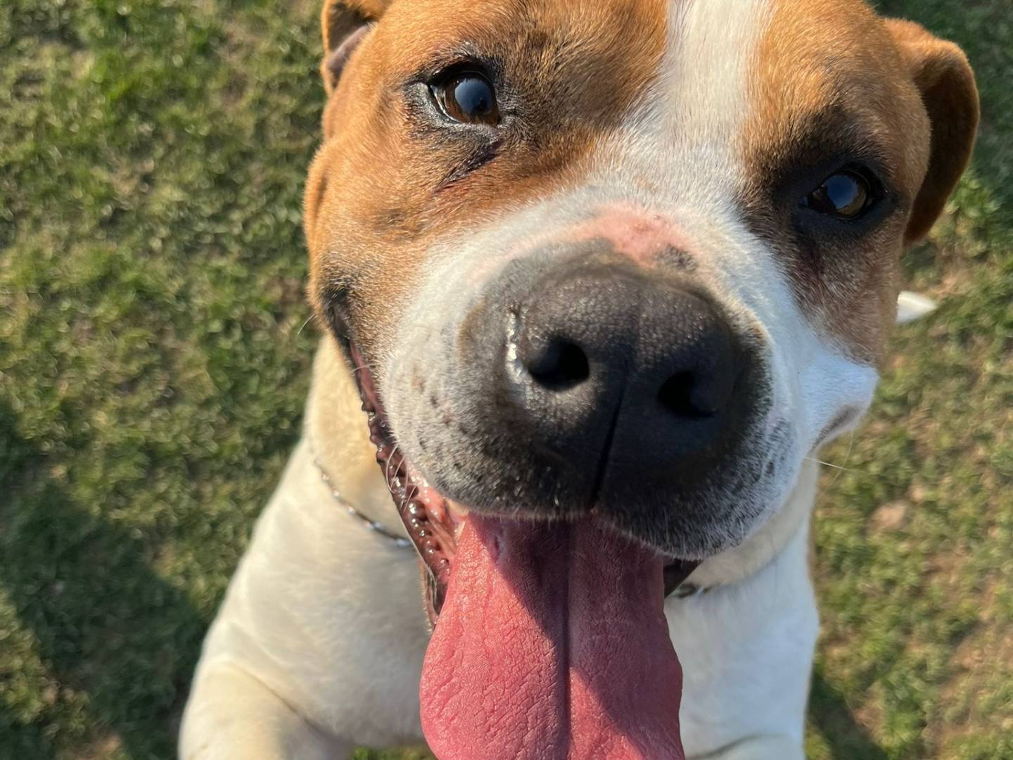 Adozione cane, maschio, Amstaff Razza sconosciuta, 7 anni e 1 mese, taglia media, Belluno