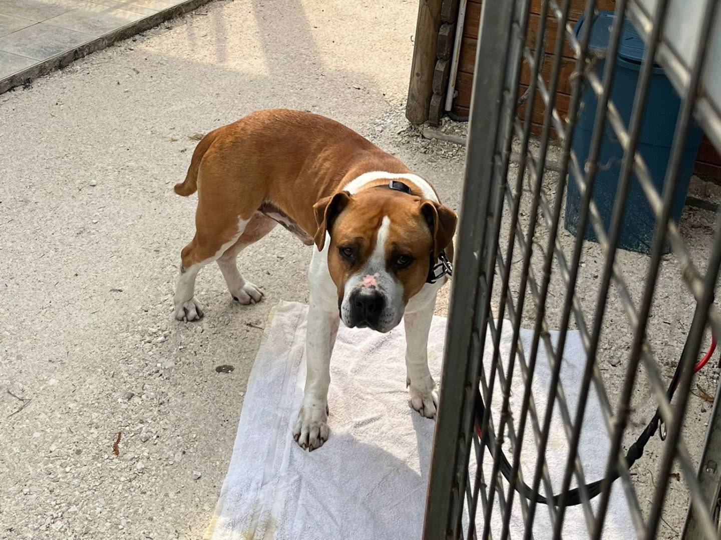 Adotta un cane, maschio, 7 anni e 1 mese, Belluno