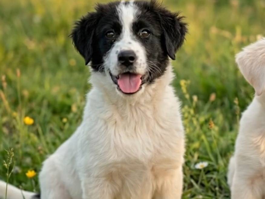 Adotta un cane, taglia media, femmina, Siena