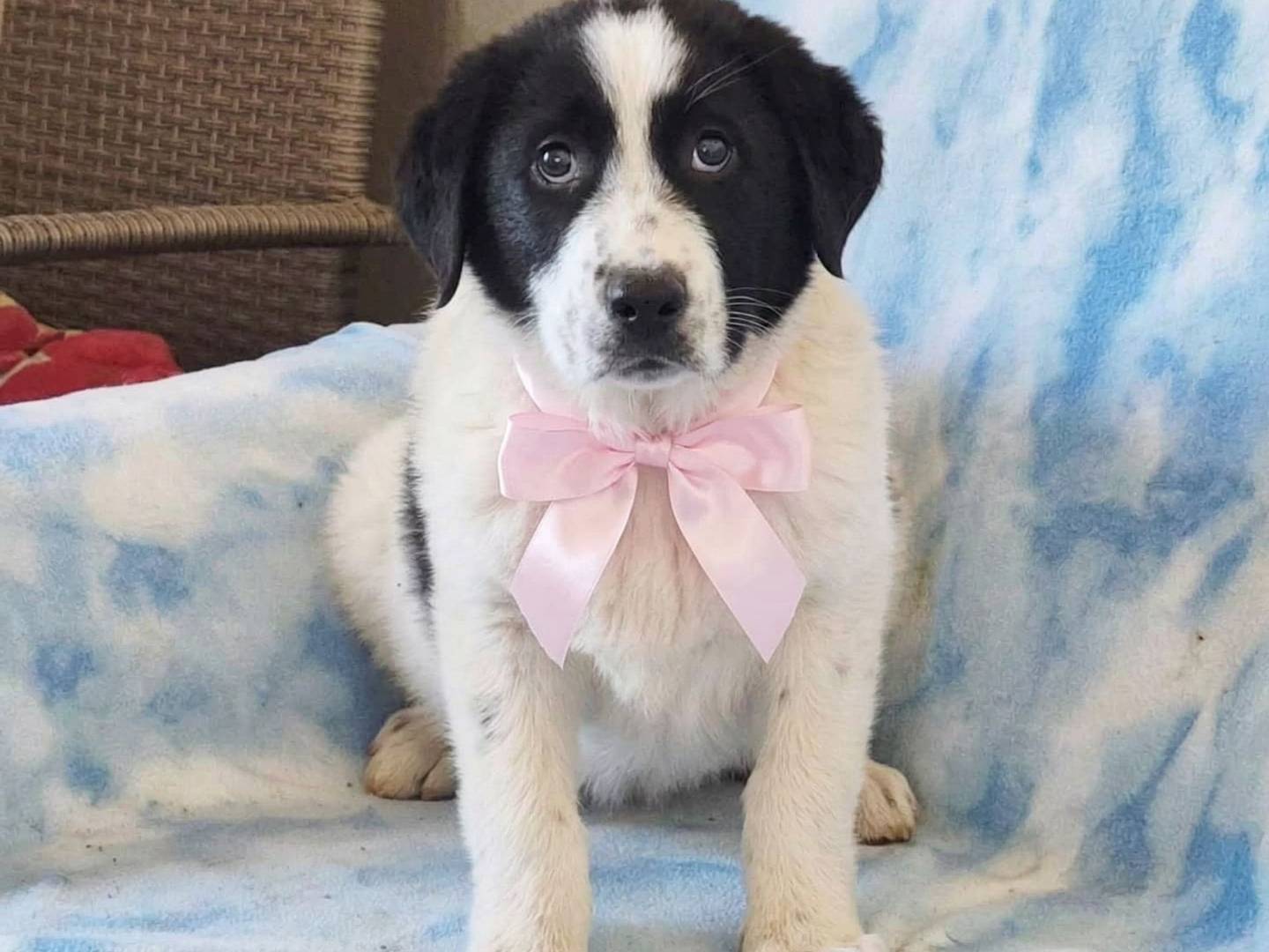 Adotta il cane Beba a Siena