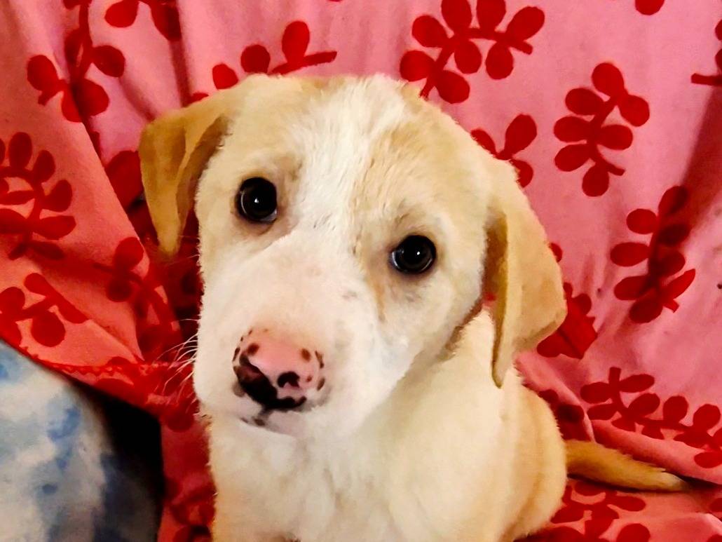 Vuoi adottare un cane a Siena?