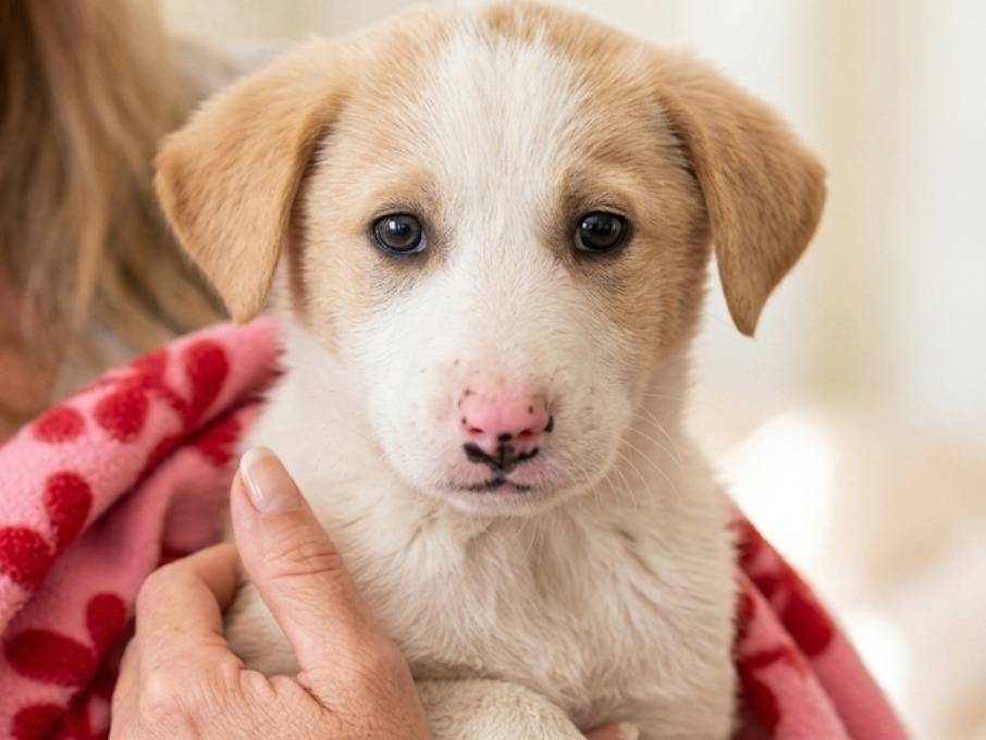 Adozione cane, femmina, Razza sconosciuta Razza sconosciuta, 4 mesi, taglia media, Siena