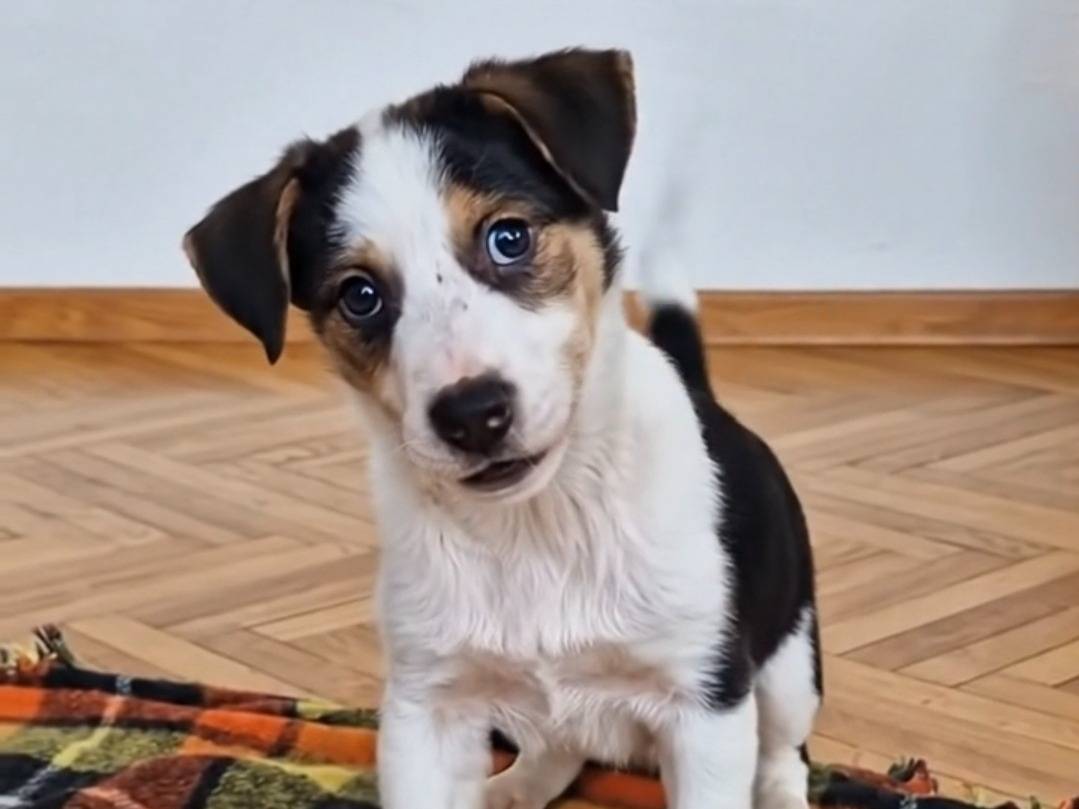 Adotta un cane, maschio, 4 mesi, Siena