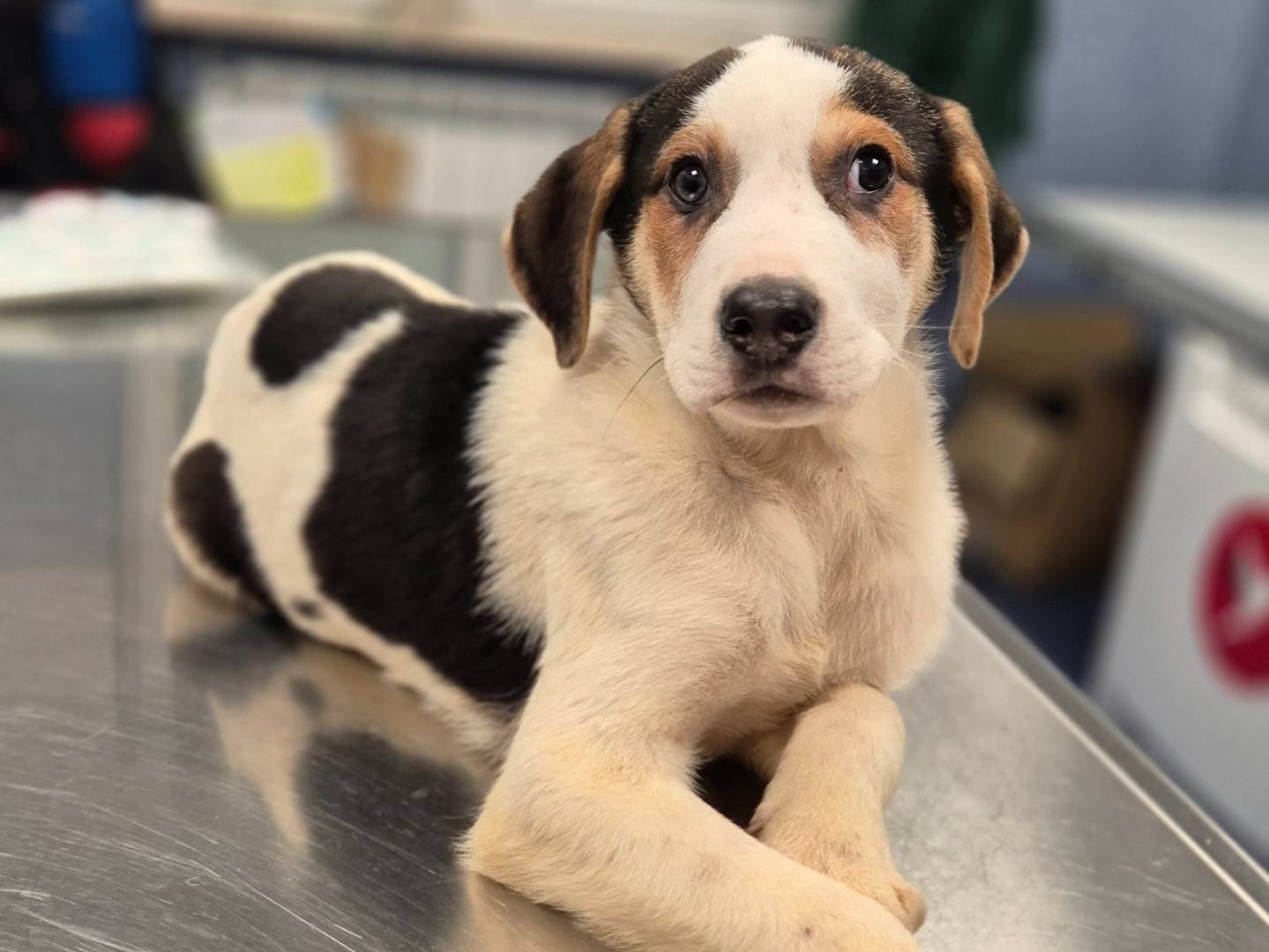 Adotta un cane, taglia media, maschio, Siena