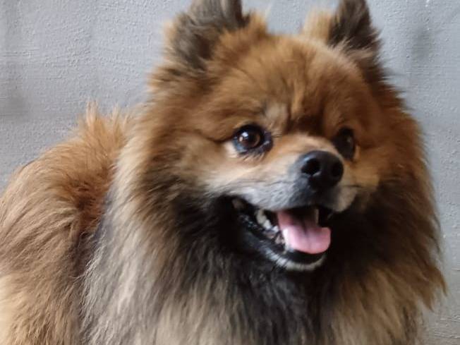 Adozione cane, maschio, Volpino di Pomerania Razza sconosciuta, 3 anni, taglia piccola, Pavia