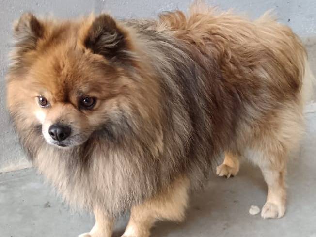 Adotta un cane, maschio, 3 anni, Pavia