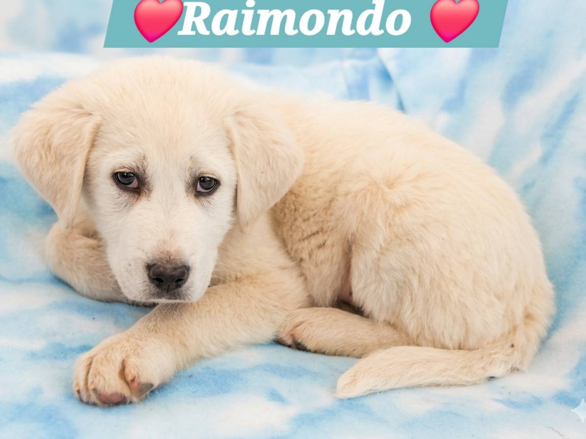 Adozione cane, maschio, Razza sconosciuta Razza sconosciuta, 4 mesi, taglia media, Siena