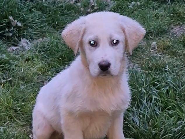 Adotta un cane, maschio, 4 mesi, Siena