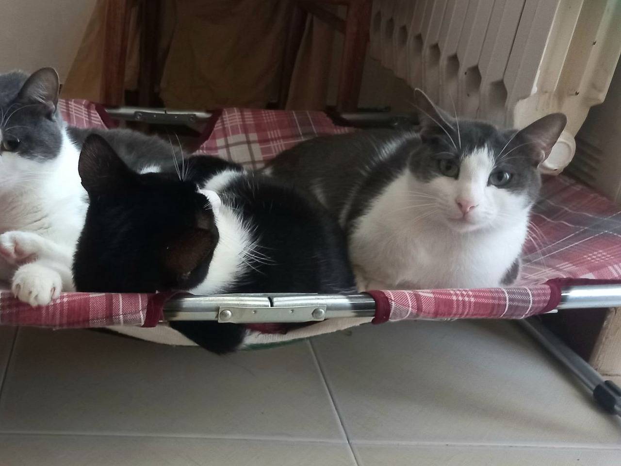 Adotta un gatto, femmina, 4 anni e 9 mesi, Barletta