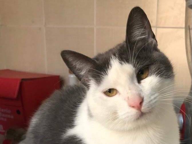 Adotta un gatto, taglia non valida, femmina, Barletta