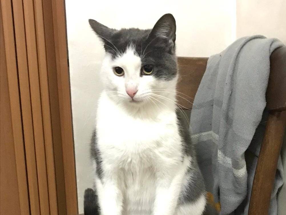 Vuoi adottare un gatto a Barletta?