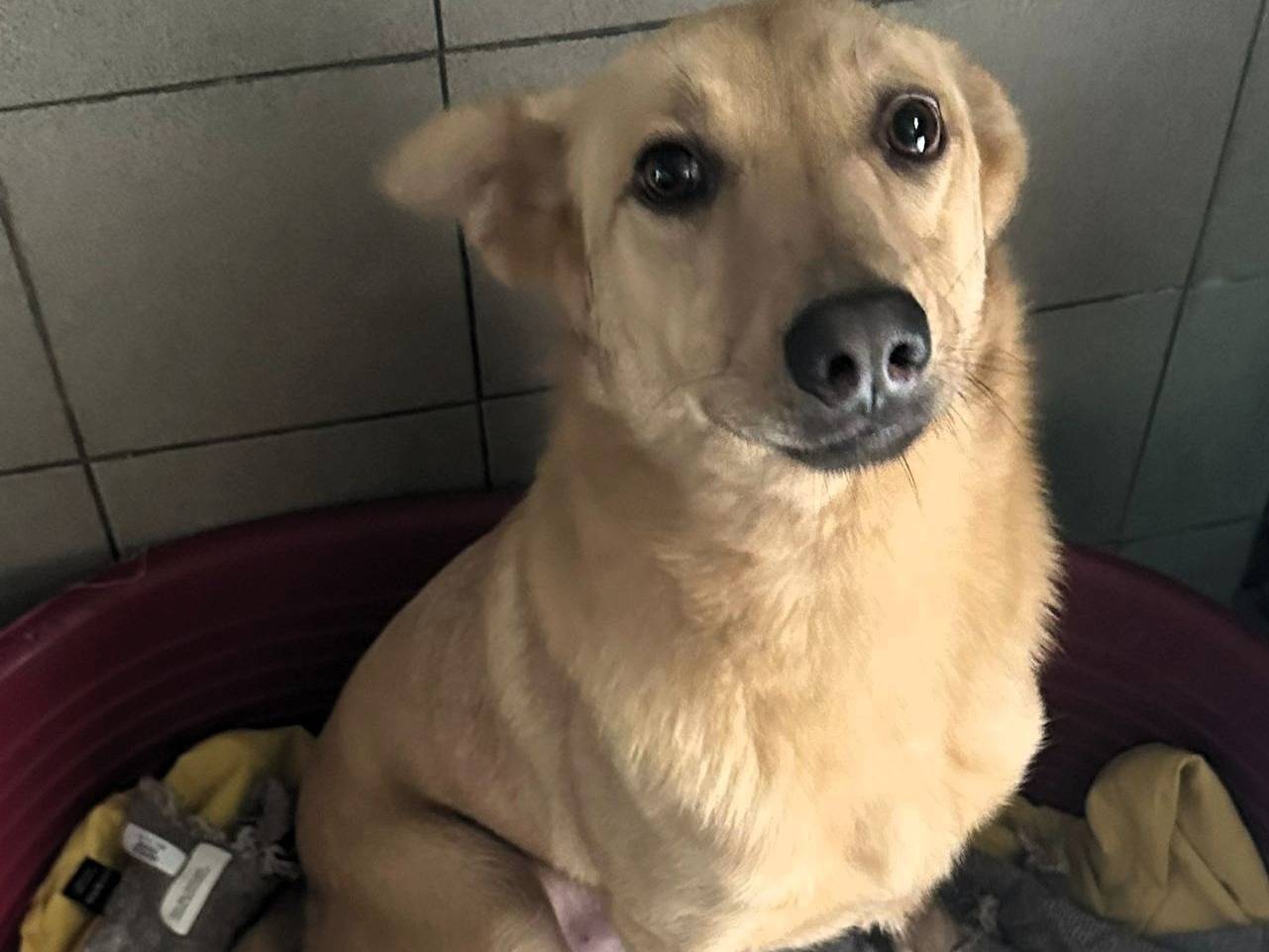 Adozione cane, maschio, Razza sconosciuta Razza sconosciuta, 2 anni e 4 mesi, taglia media, Milano