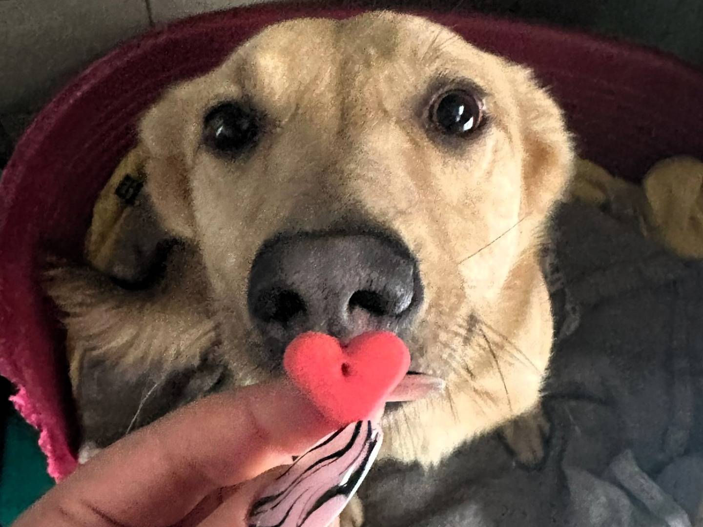 Adotta un cane, maschio, 2 anni e 4 mesi, Milano