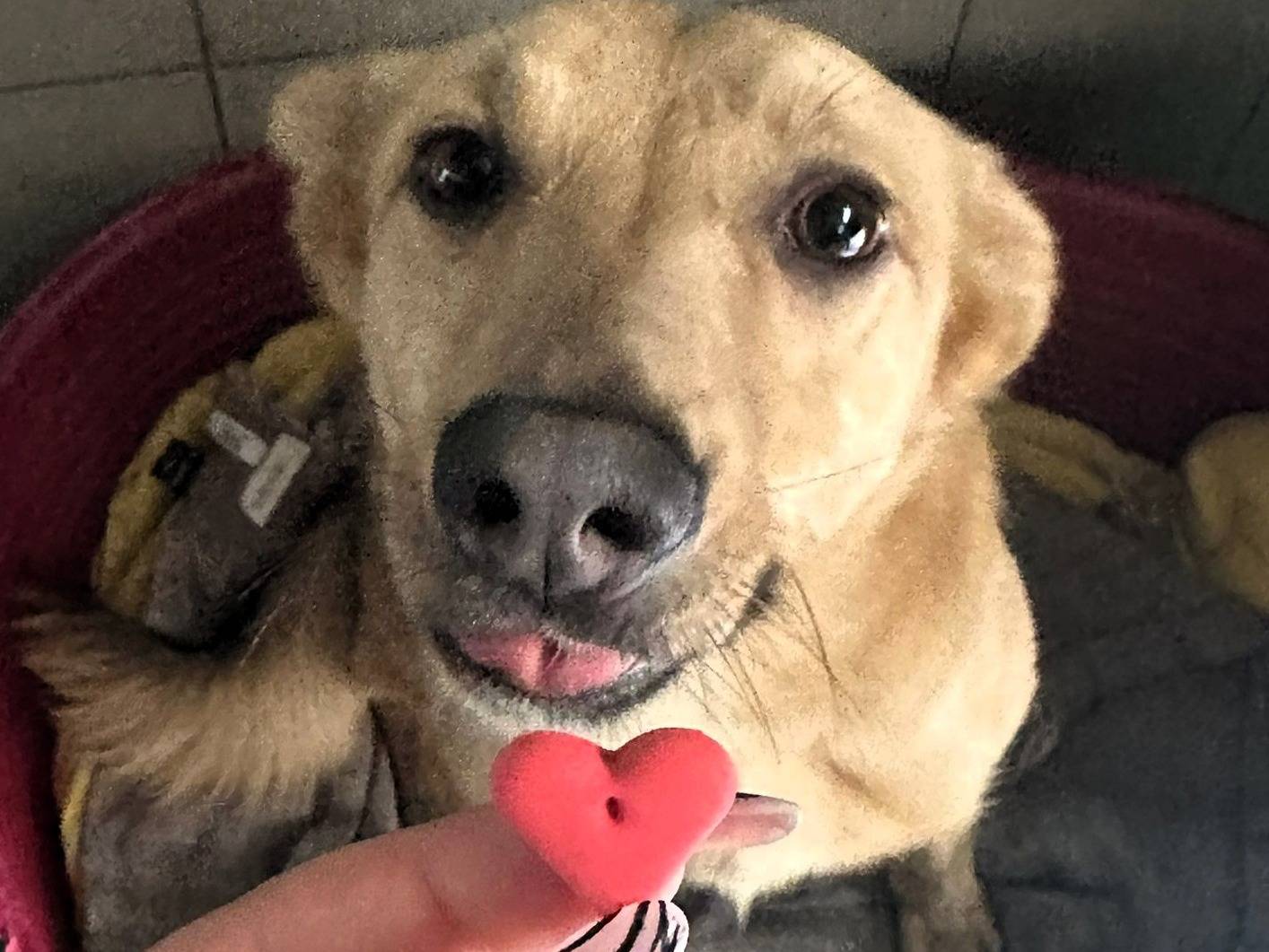 Adotta un cane, taglia media, maschio, Milano