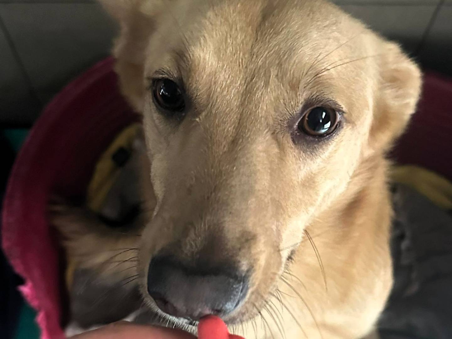 Vuoi adottare un cane a Milano?