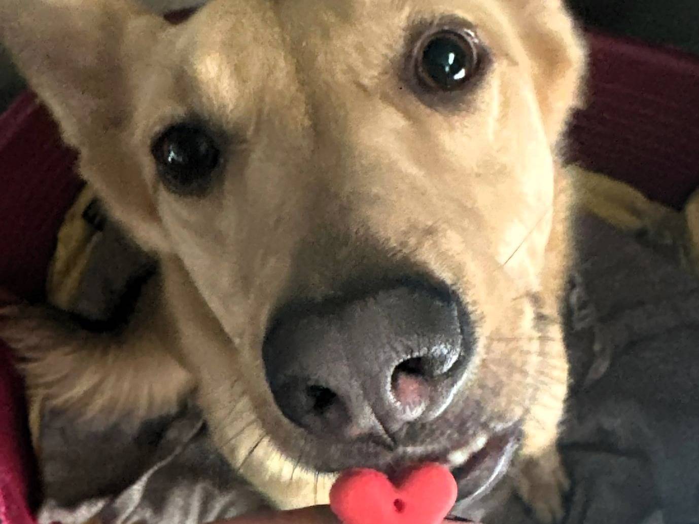 Adotta il cane manuel a Milano