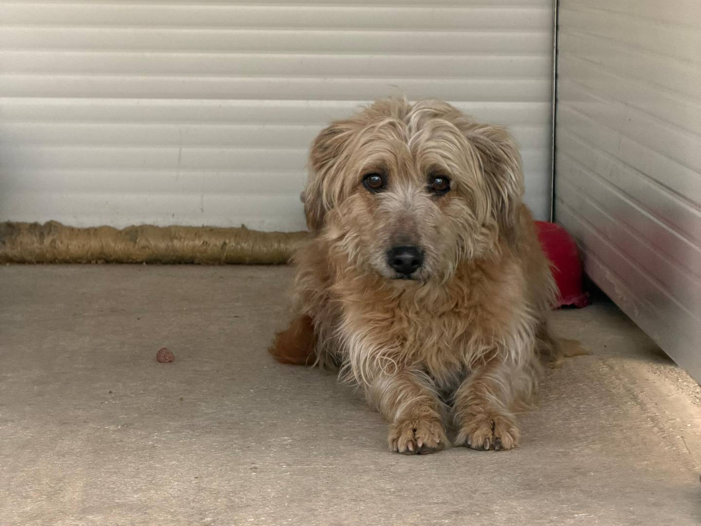 Adozione cane, femmina, Razza sconosciuta Razza sconosciuta, 1 anno e 2 mesi, taglia piccola, Messina