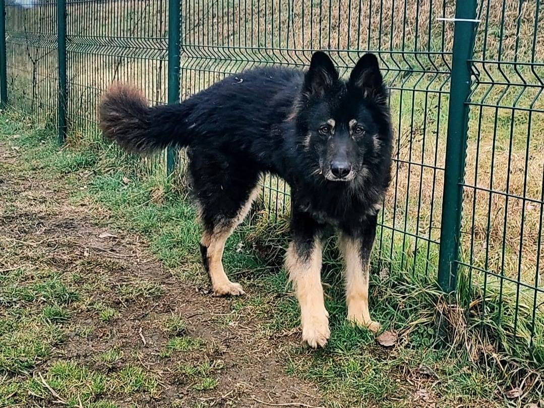 Adozione cane, maschio, Pastore tedesco Razza sconosciuta, 3 anni e 6 mesi, taglia grande, Torino