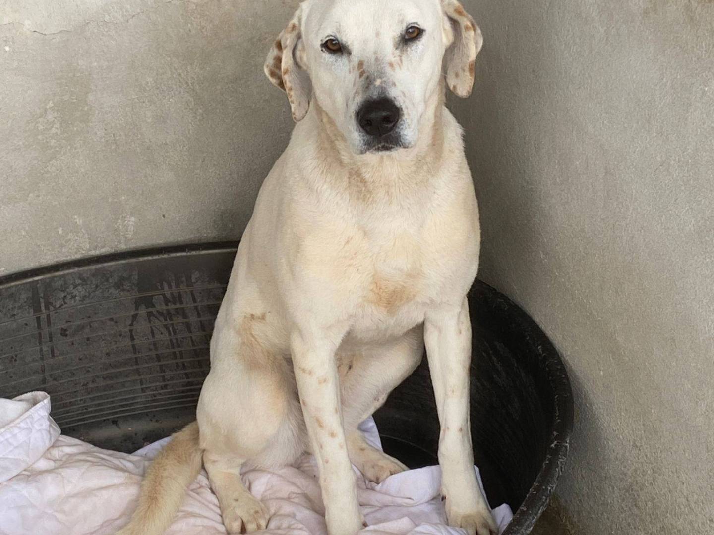 Adozione cane, femmina, Razza sconosciuta Razza sconosciuta, 1 anno e 2 mesi, taglia media, Bari