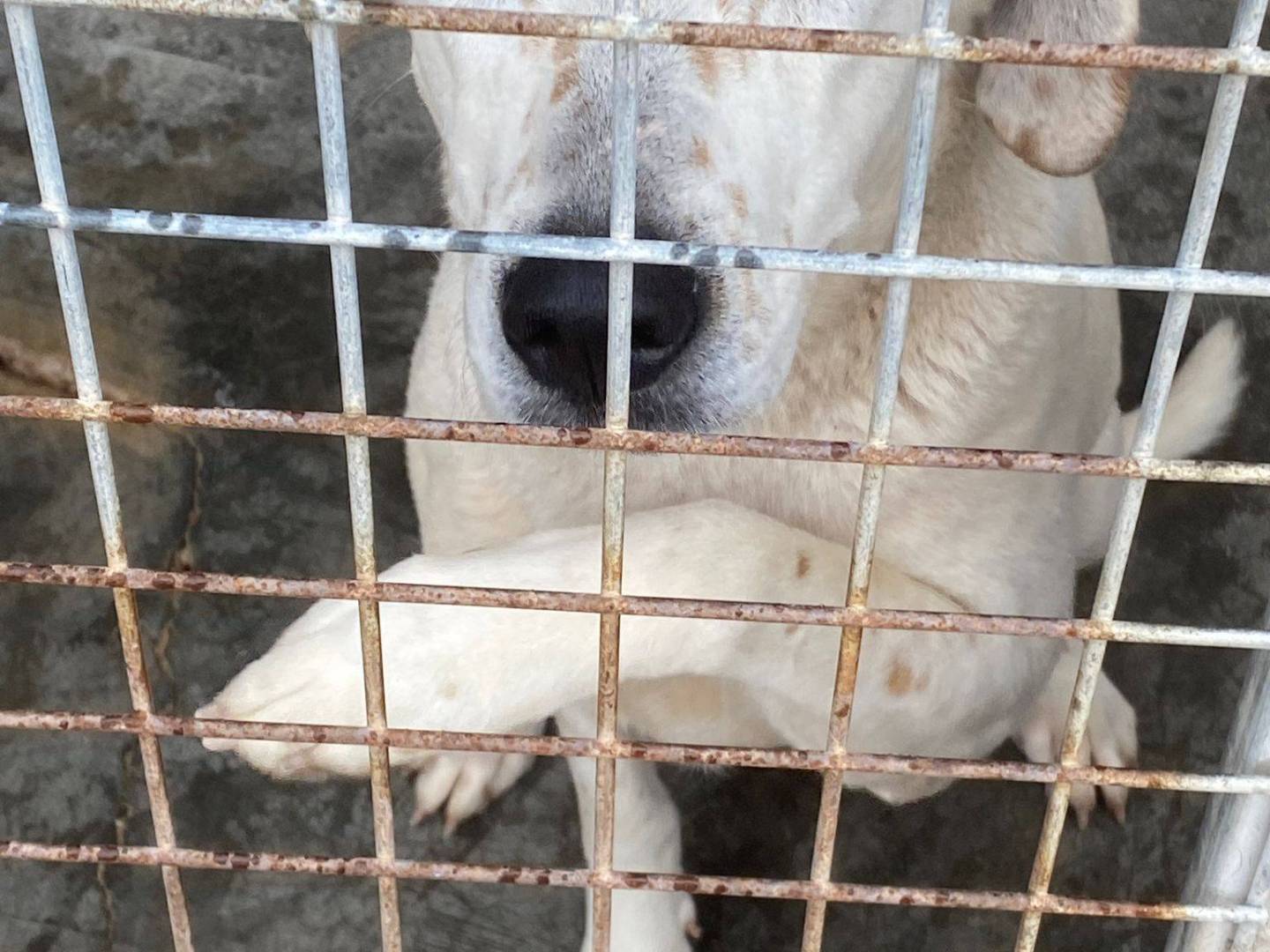 Adotta un cane, taglia media, femmina, Bari