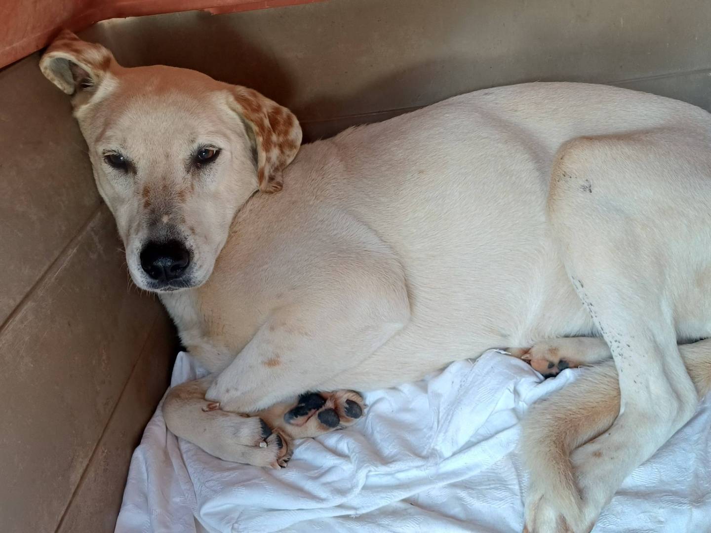 Vuoi adottare un cane a Bari?