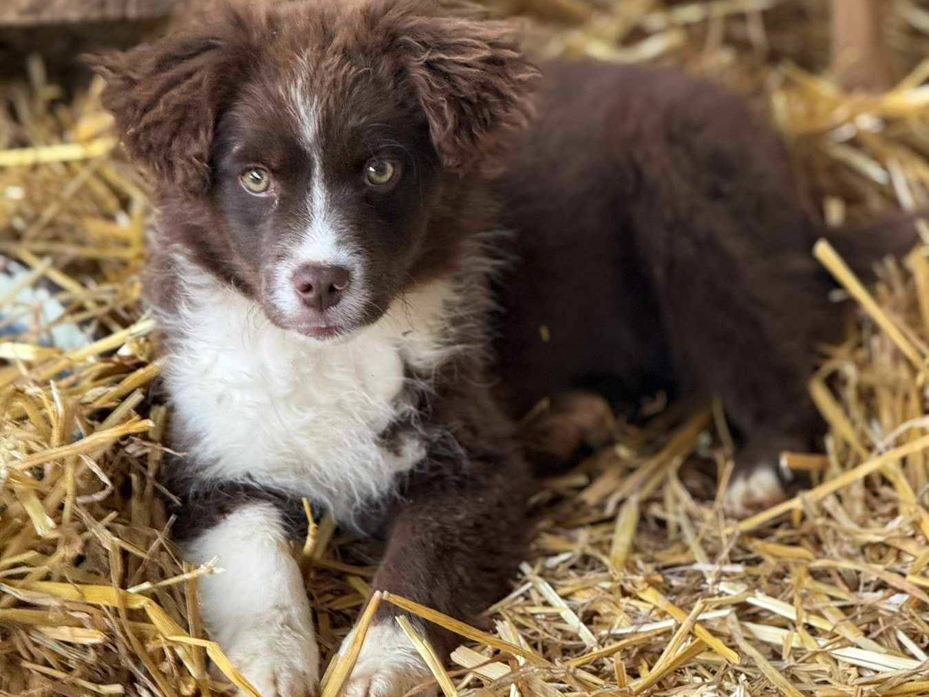 Adozione cane, femmina, Razza sconosciuta Razza sconosciuta, 2 mesi, taglia piccola, Firenze