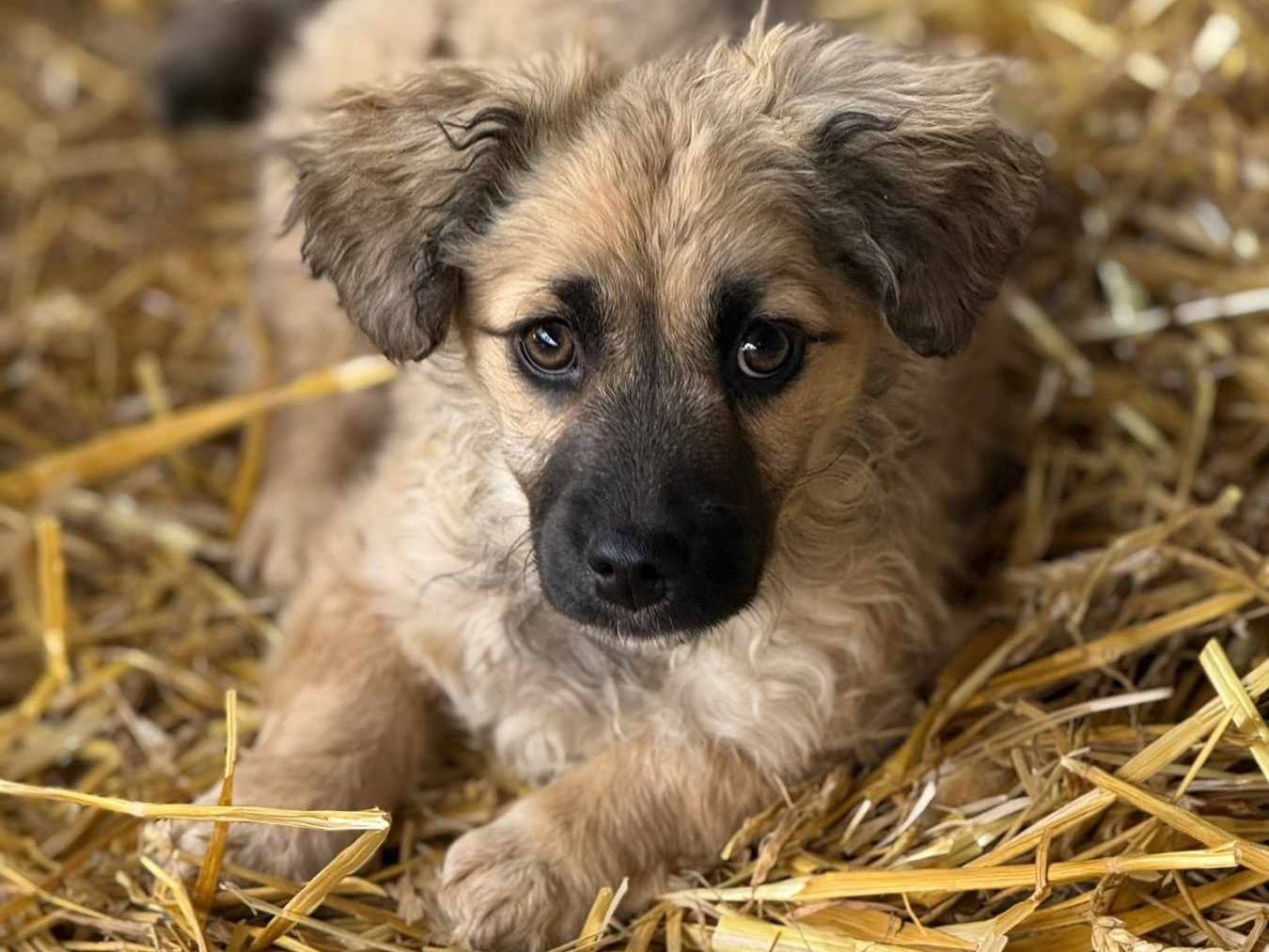 Adotta un cane, femmina, 2 mesi, Firenze